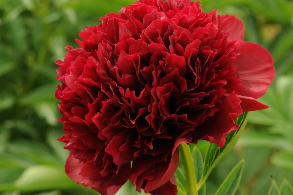 Пион ред фото Пион травянистый Ред Дабл (Paeonia Lactiflora Red Double) купить в Санкт-Петербу