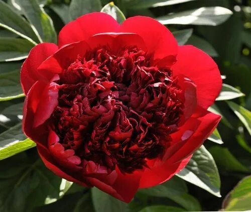 Пион red фото и описание Отзывы на Пион бордовый Red Sharm (Ред Шарм). Саженец. от покупателей OZON