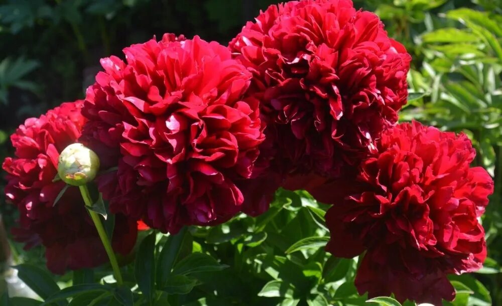 Пион ред фото и описание цена Пион молочноцветковый "Red grace", Ред грейс