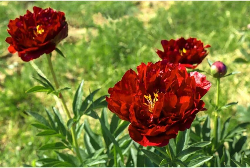 Пион ред глори фото Пион Ред Глори (Red Glory): описание, фото, посадка и уход, отзывы