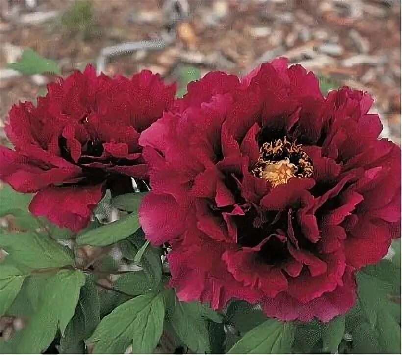 Пион ред глори фото Tree Peony Dark Red - Buy It Now! Red flowers, Beautiful flowers, Peonies