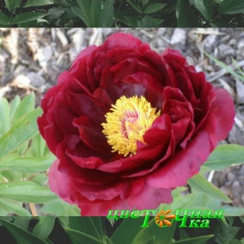 Пион ред глори фото Пион Red Glory Premium flowerdot
