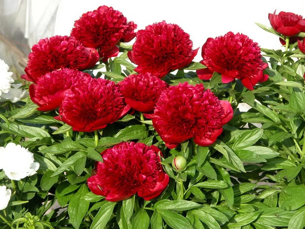 Пион red grace фото Пион Ред Чарм