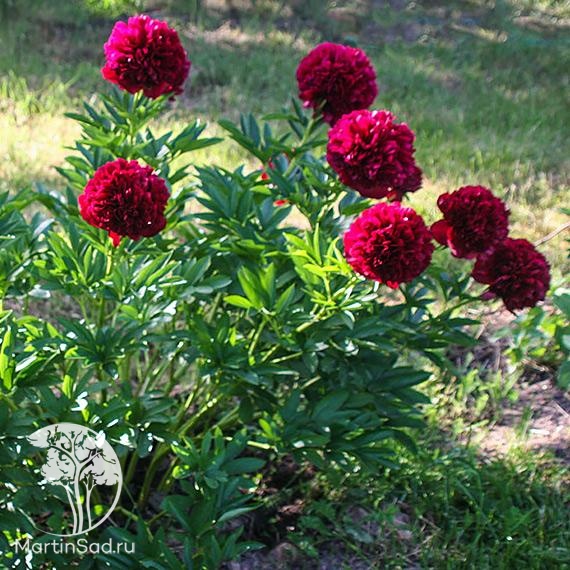 Пион red grace фото Многолетник Пион молочноцветковый Ред Грейс - купить с доставкой по Москве и РФ 
