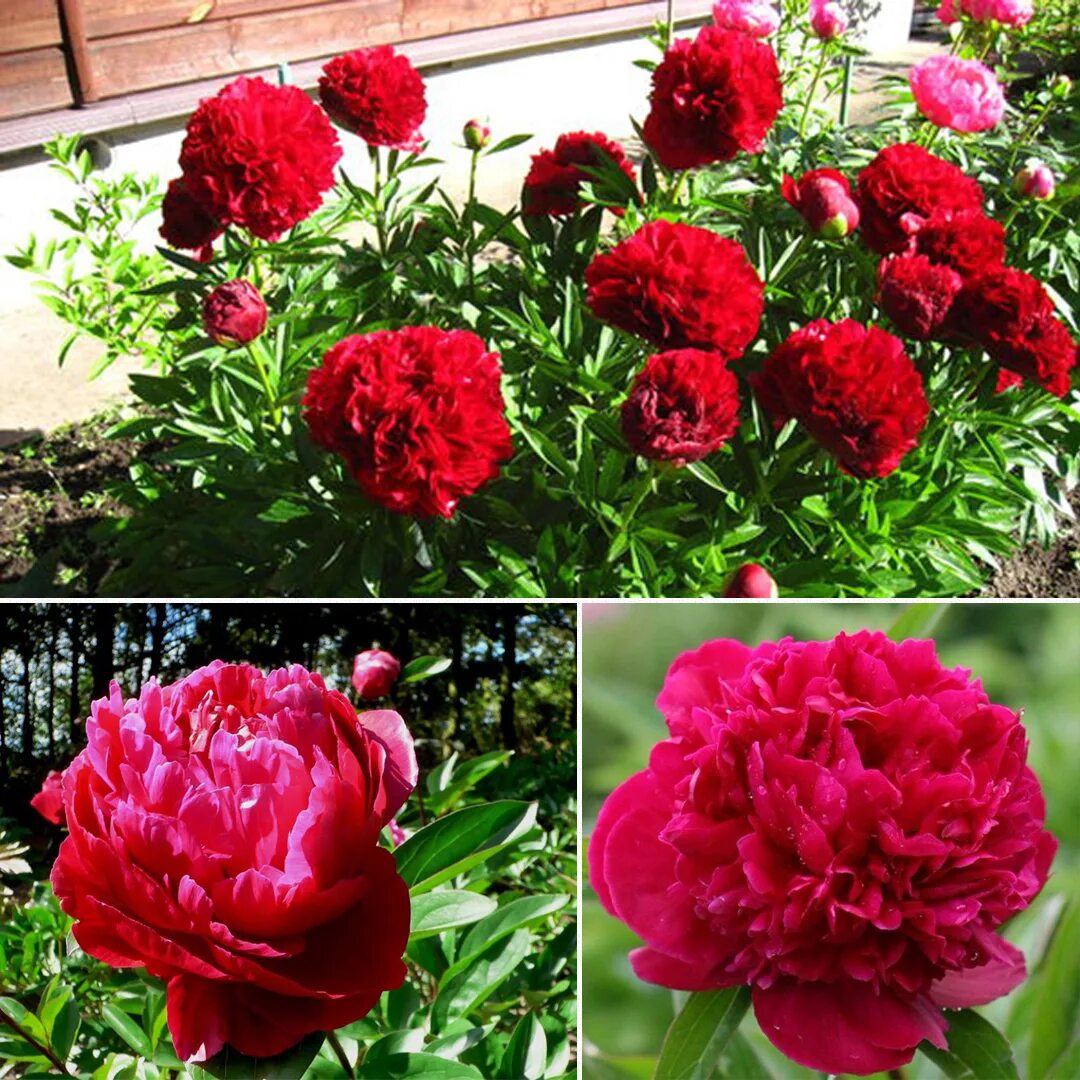 Пион red grace фото Пион Ред Сара Бернар
