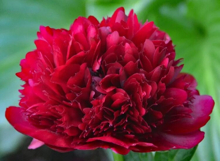 Пион ред грейс фото и описание Пион травянистый РЕД ГРЕЙС (Paeonia Red Grace) / Садовый центр Селятино
