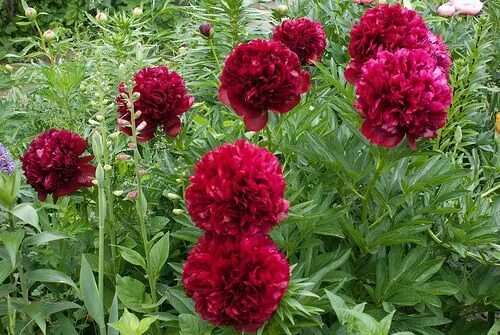 Пион ред грейс фото и описание Paeonia-Red Grace-DSC0022 Piwonie
