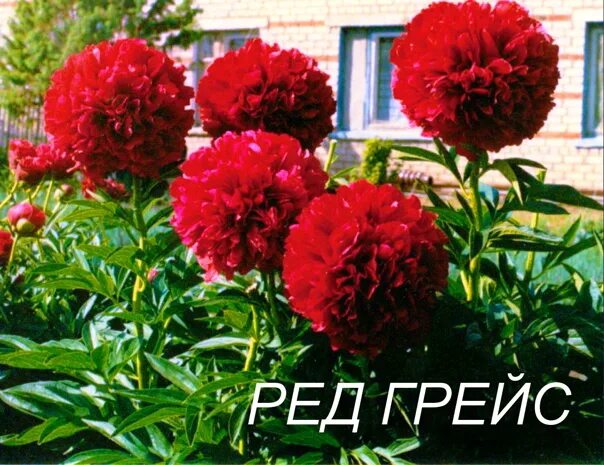 Пион ред грейс фото и описание отзывы РЕД ГРЕЙС. Фотография из альбома ПИОНЫ - АРХИВ - 18 из 31 ВКонтакте