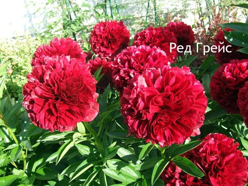 Пион ред грейс фото и описание отзывы Red grace Фитостудия-63.ру