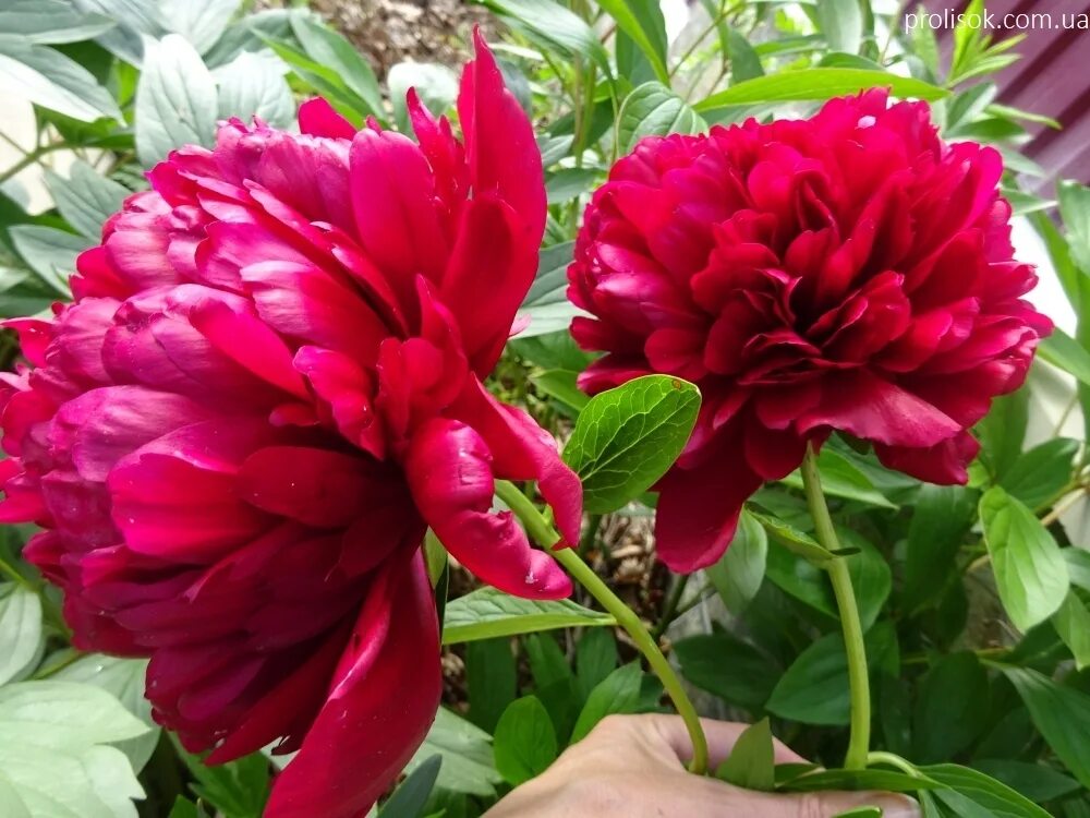 Пион ред грейс фото и описание цена ᐅ Пион "Рэд Грейс" (Paeonia "Red Grace") купить по цене производителя ✓ доставко