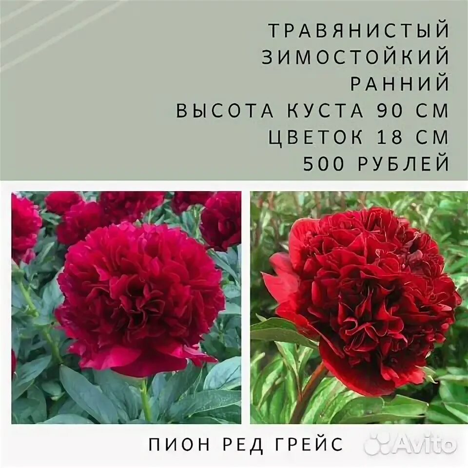 Пион ред грейс фото и описание цена Пион цветок - Купить растения в Хабаровске: цветы, саженцы, рассада Недорогие то