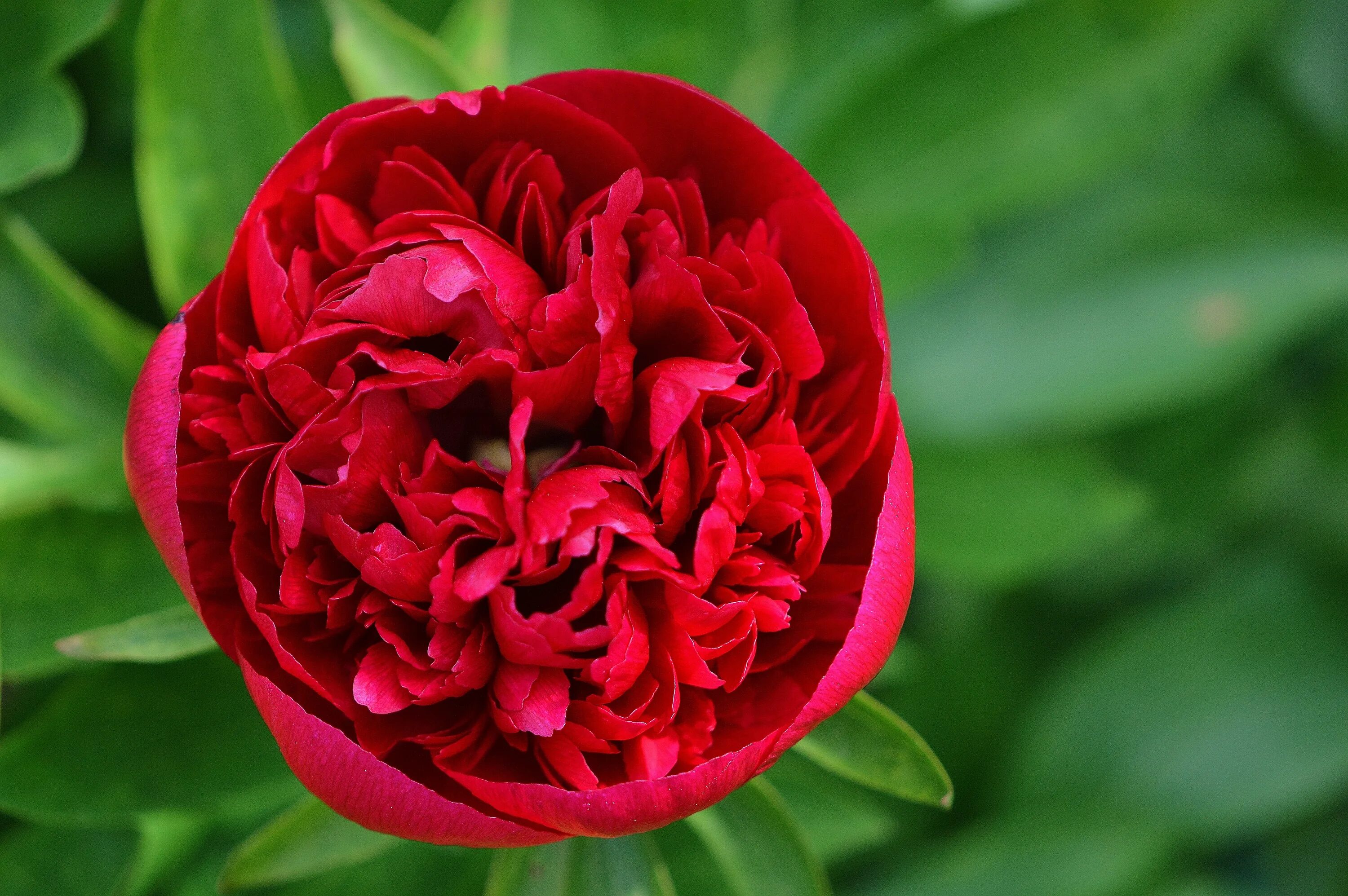 Пион ред мэджик фото Peony flower with green leaves free image download