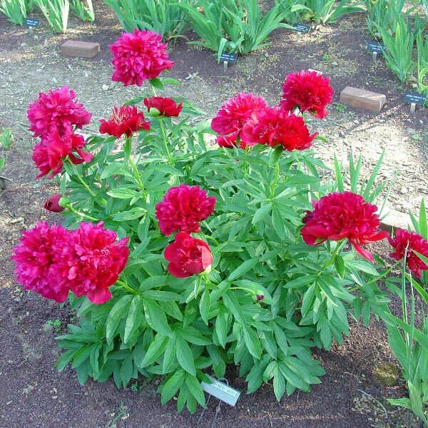 Пион ред мэджик фото Пион Отенз (Paeonia Auten`s) купить в Москве по низкой цене из питомника, достав