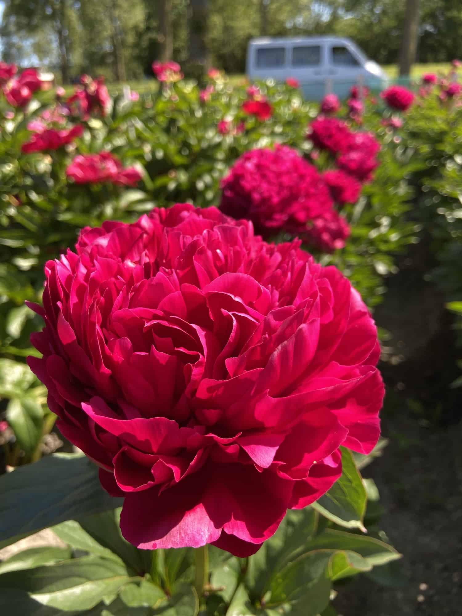 Пион ред мэджик фото Peony Red Magic (Early - mid) - Green Works - Specialist in Peonies