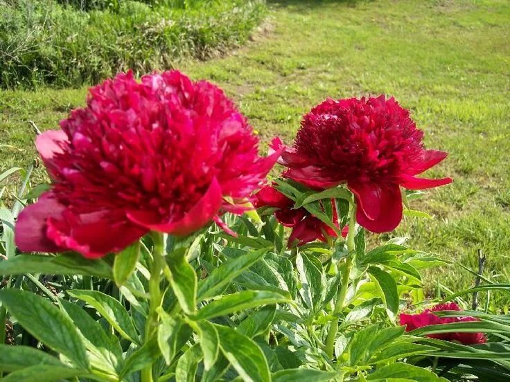 Пион ред мэджик фото и описание Blooming Peonies - Peonies Forum - GardenWeb Peonies, Pink garden, Garden inspir