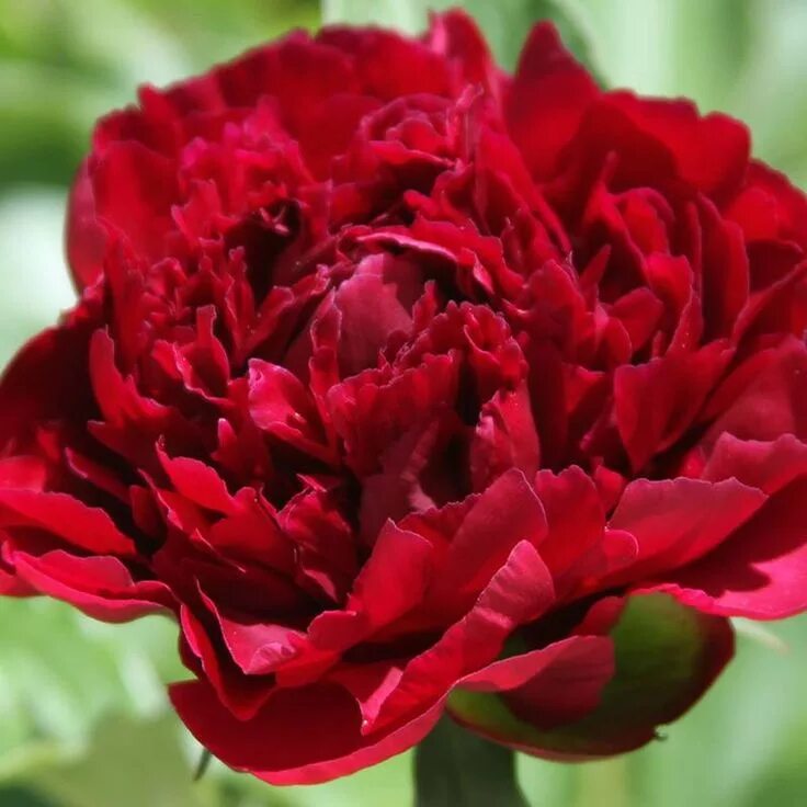 Пион ред мэджик фото и описание red magic Spring perennials, Flower show, Spring plants
