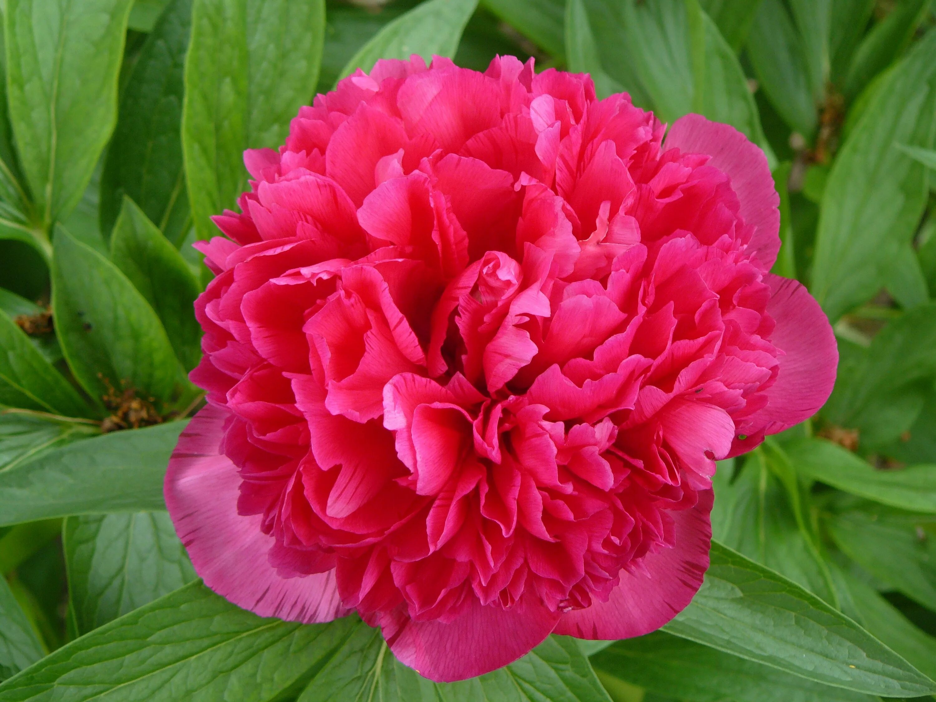 Пион ред пинк фото Beautiful peony bud free image download