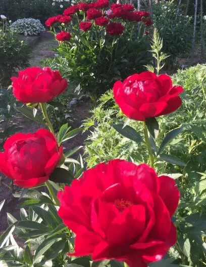 Пион ред ред роуз фото Пион Ред Ред Роуз (Red Red Rose): фото, описание, посадка и уход