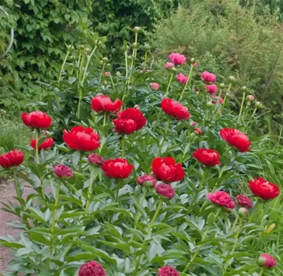 Пион ред ред роуз фото Пион Ред Ред Роуз (Red Red Rose): фото, описание, посадка и уход