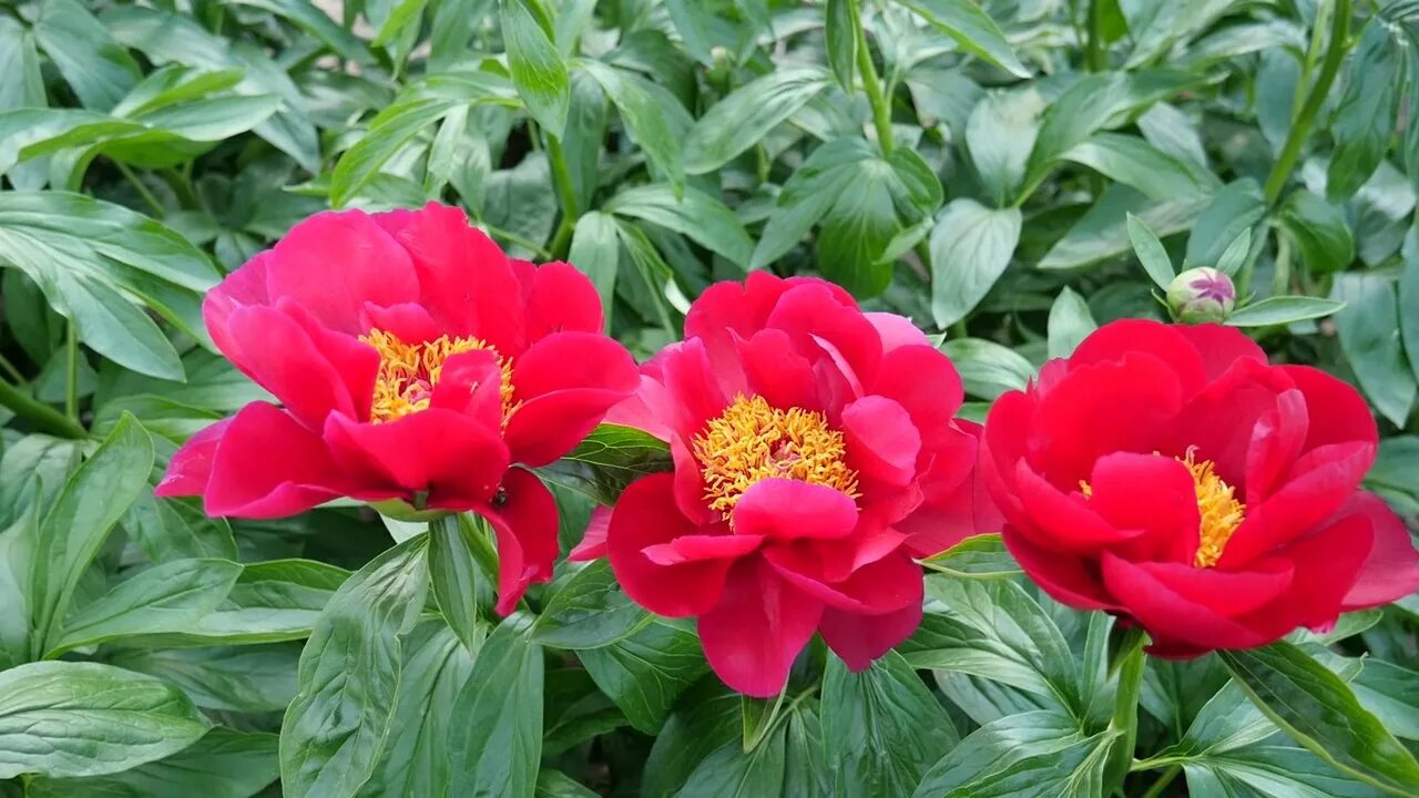 Пион ред ред роуз фото RED RED ROSE - PeonyMAX.com - YouTube