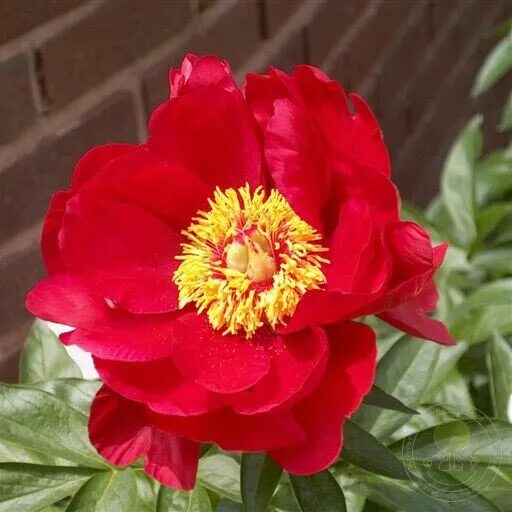 Пион ред роуз фото и описание Пион Ред Ред Роуз (Paeonia Red Red Rose) купить в Москве по низкой цене из питом