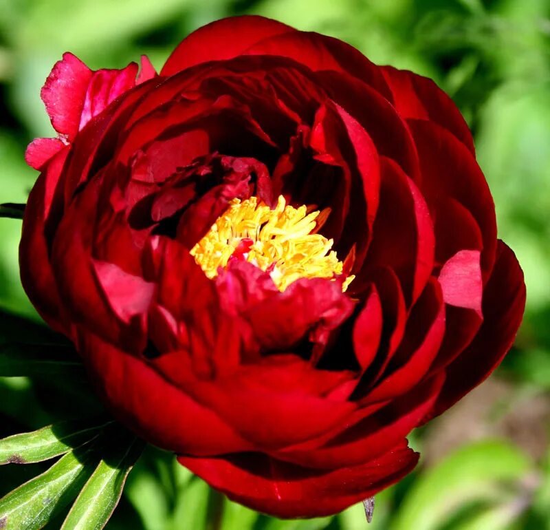 Пион ред роуз фото и описание Red red rose пион