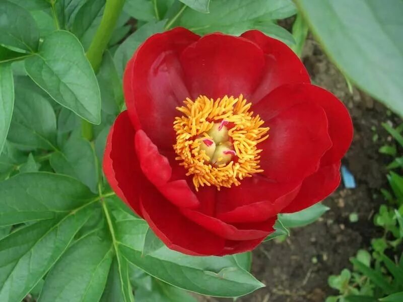 Пион ред роуз фото и описание Пион Red Red Rose (Луковицы (1 шт.)) - купить по выгодной цене на Яндекс.Маркете