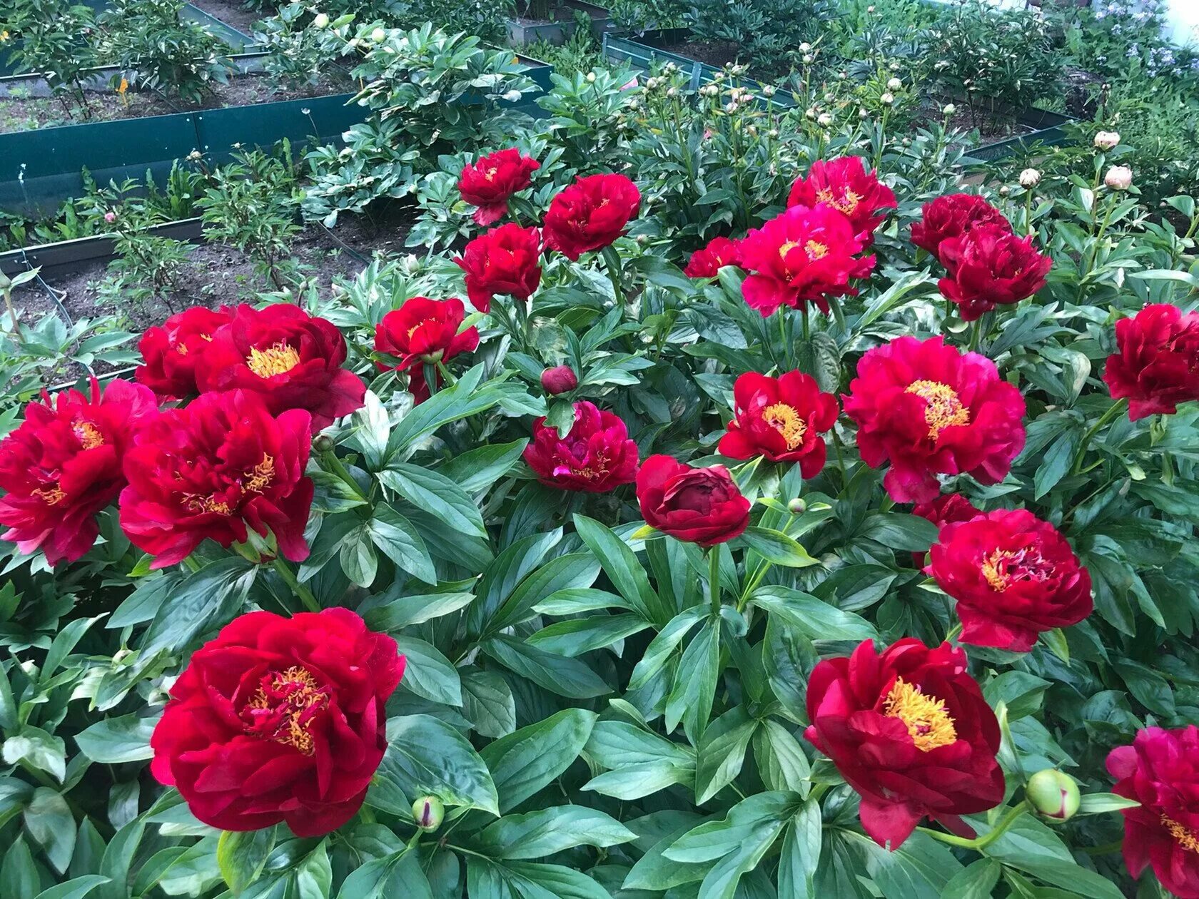 Пион ред роуз фото и описание Red red rose пион