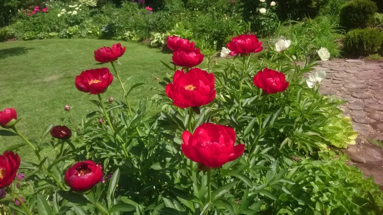 Пион ред роуз фото и описание Paeonia Red Red Rose - YouTube