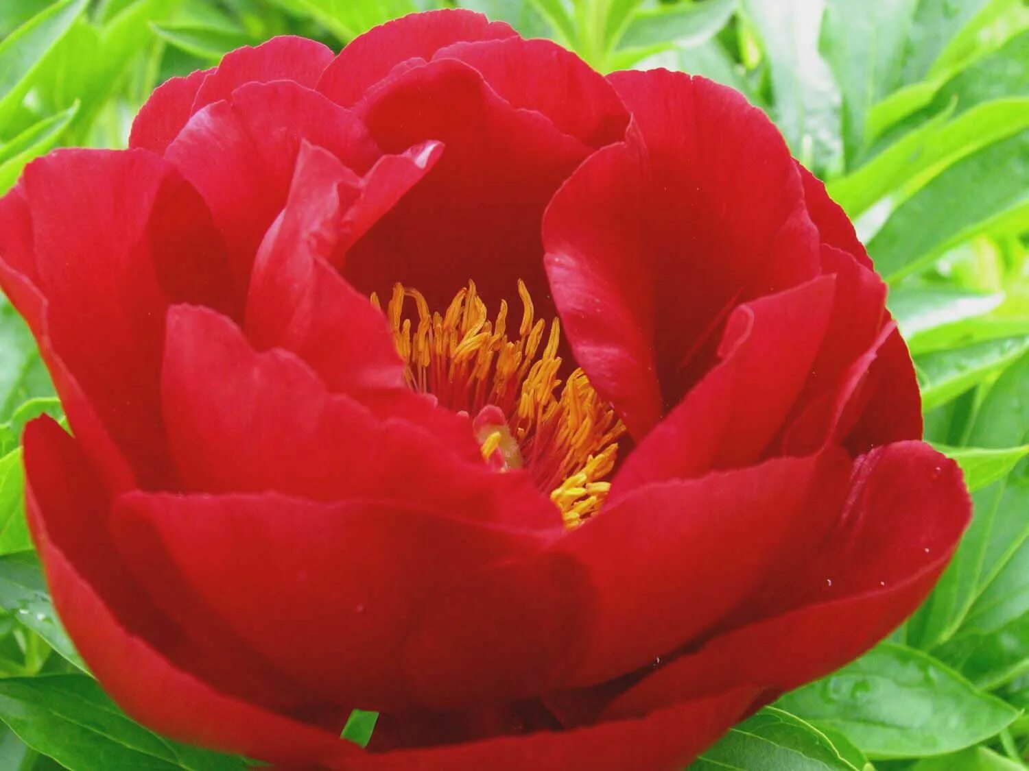Пион ред роуз фото и описание Paeonia lactiflora 'Adolphe Rousseau' Rose, Floral photography, Paeonia lactiflo