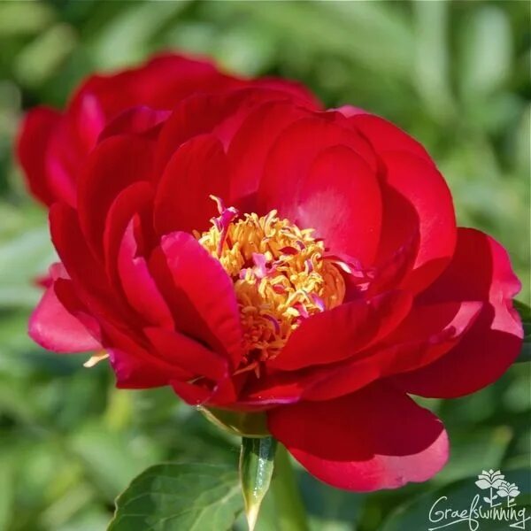 Пион ред роуз фото и описание Red Red Rose - A pillar-box red with the faintest tint of cherry in certain ligh
