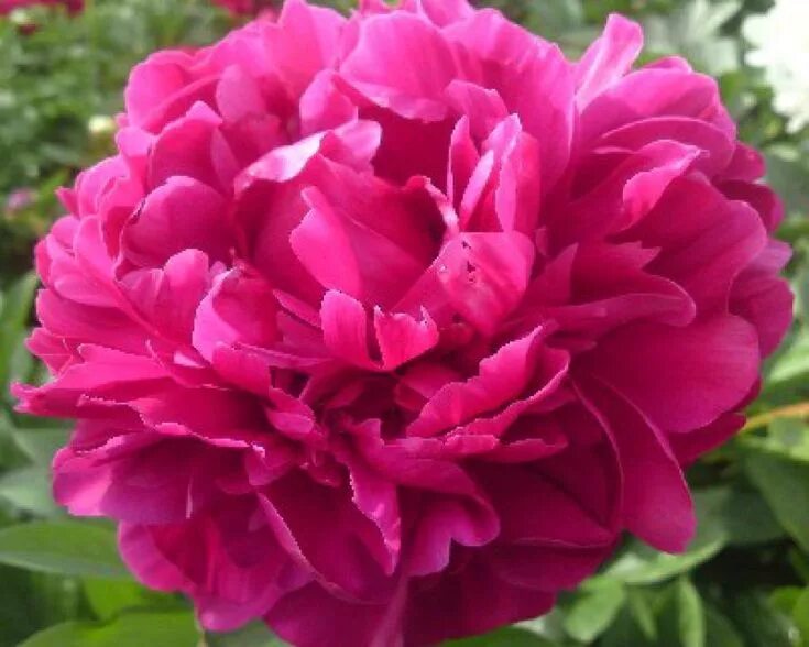 Пион ред сара бернар фото Peony Red Sarah Bernhardt at peony nursery Peonyshop.com. Ostettu syksyllä 2018 