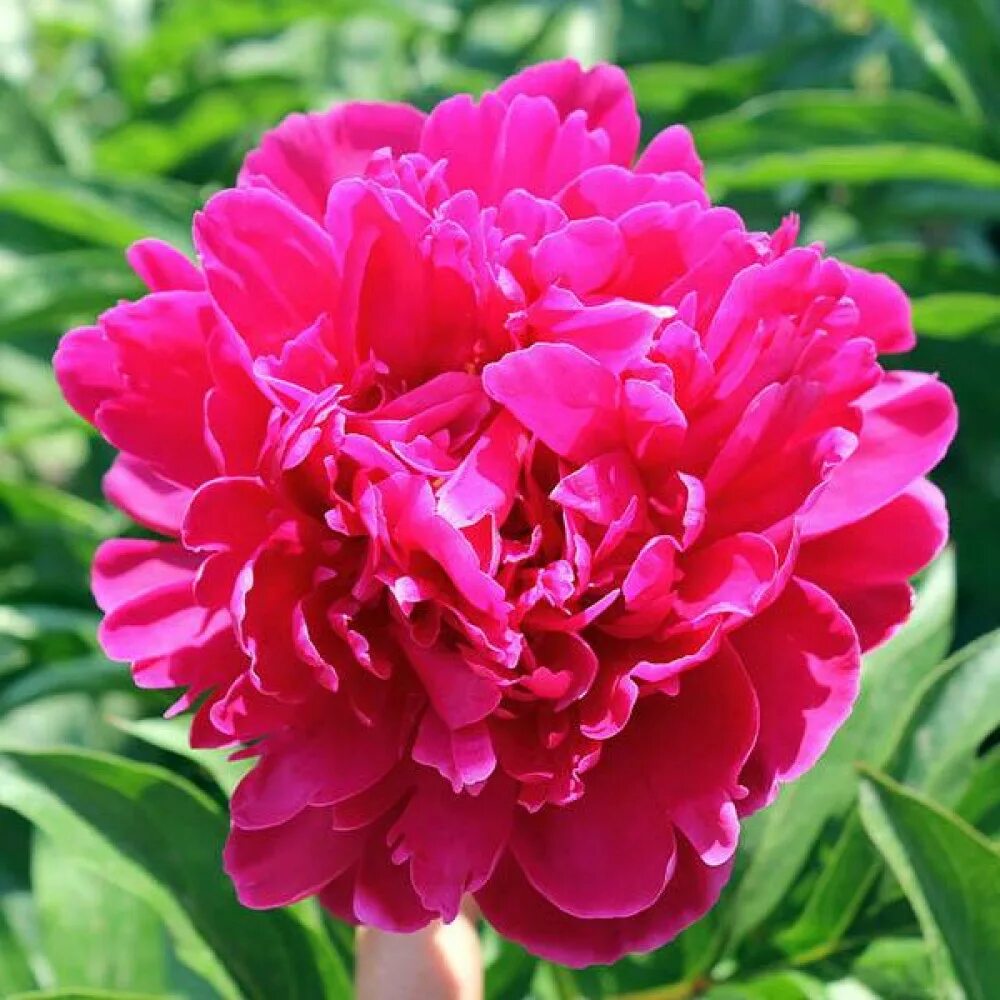 Пион ред сара бернар фото и описание Пион Red Sarah Bernhardt (Ред Сара Бернард) купить саженцы почтой из питомника "