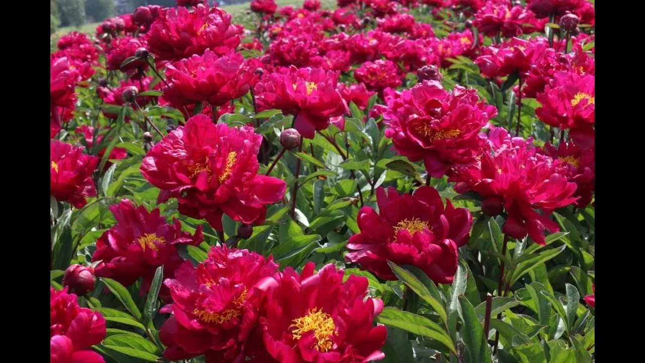 Пион ред сара бернар фото и описание Півонія Red Sarah Bernhardt │ Florium.ua - YouTube