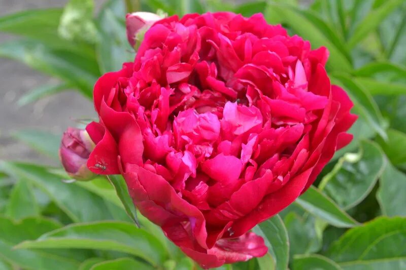 Пион ред сара бернар фото и описание Пион red sarah bernhardt Фитостудия-63.ру
