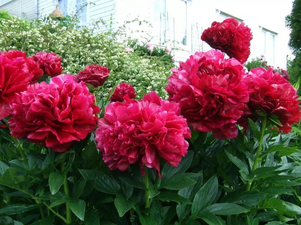 Пион ред сара бернар фото и описание Пион молочноцветковый "Red Sarah Bernhardt" (Ред Сара Бернард): купить саженцы в