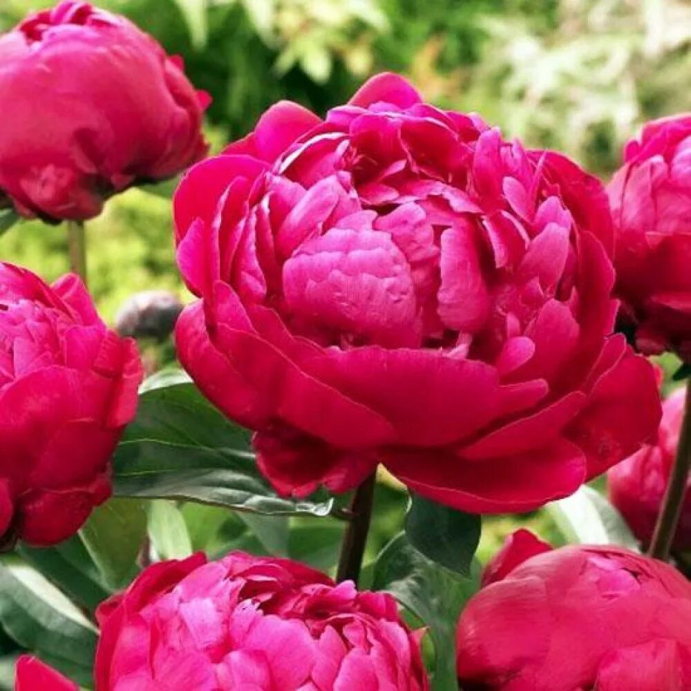 Пион ред сара бернар фото и описание Пион Red Sarah Bernhardt (Ред Сара Бернард) купить саженцы почтой из питомника "