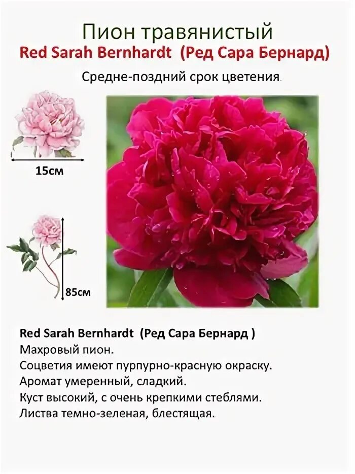 Пион ред сара бернар фото и описание Index of /collect/pion/rot /img