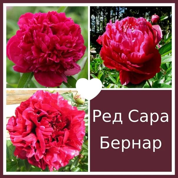 Пион ред сара фото Пион Ред Сара Бернар (Red Sarah Bernhardt) 3-5 почек Цена 750 рублей Махровый пи