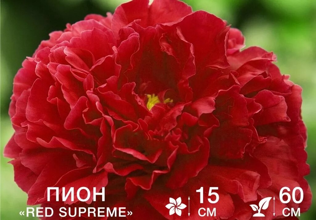 Пион ред суприм фото ПИОНЫ: 34 сорта к покупке, как посадить и ухаживать - статьи о растениях