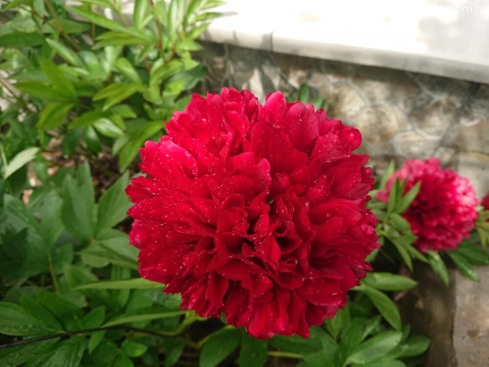 Пион ред суприм фото и описание ᐅ Пион "Рэд Грейс" (Paeonia "Red Grace") купить по цене производителя ✓ доставко