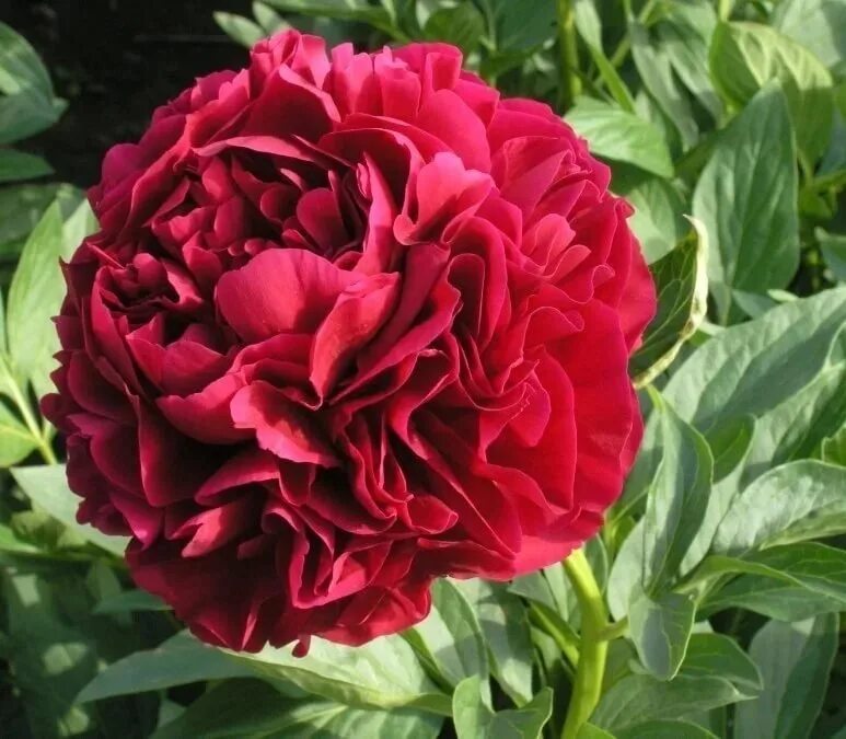 Пион ред суприм фото и описание Пион молочноцветковый Ред Суприм Paeonia lactiflora Red Supreme 5л - саженцы куп