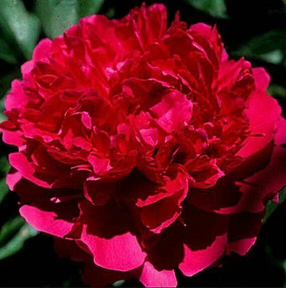 Пион ред суприм фото и описание Fully Double Peony Felix Supreme 2-3 Eyes Peony Tuber Etsy 花, 牡 丹 花, 牡 丹