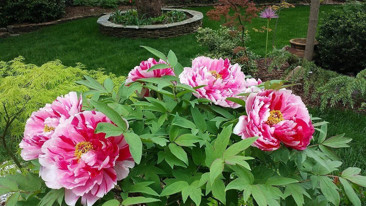 Пион ред виз пинк фото Травянистые и древовидные пионы: описание видов с фото Fine gardening, Flame tre