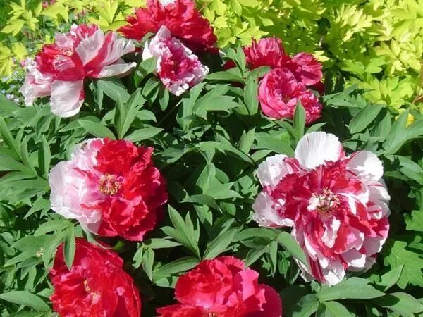Пион ред виз пинк фото Shima Nishiki' Peony suffruticosa - Hledat Googlem Peonies, Tree peony, Growing 