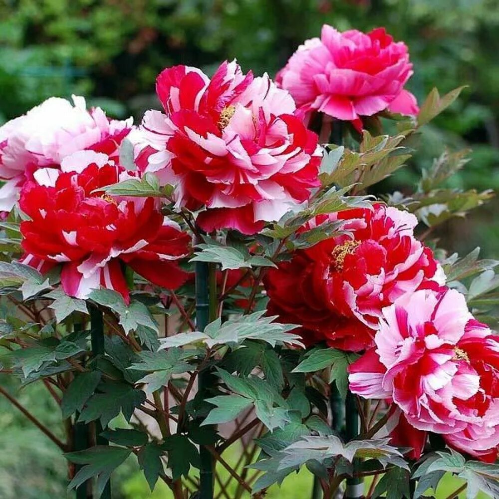 Пион ред виз пинк фото Пион Red with Рink (Ред виз Пинк) купить саженцы почтой из питомника "АГРОФОНД"