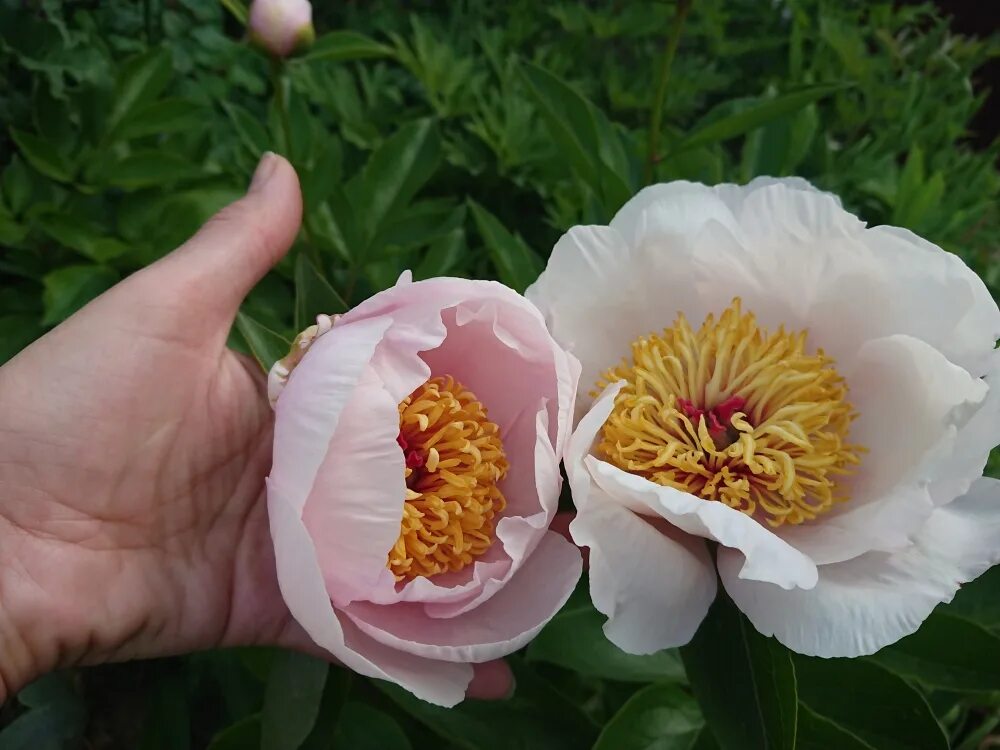 Пион реквием фото Пион Реквием (Paeonia Requiem) Новости Интернет-магазин "Пролисок" - садовые рас
