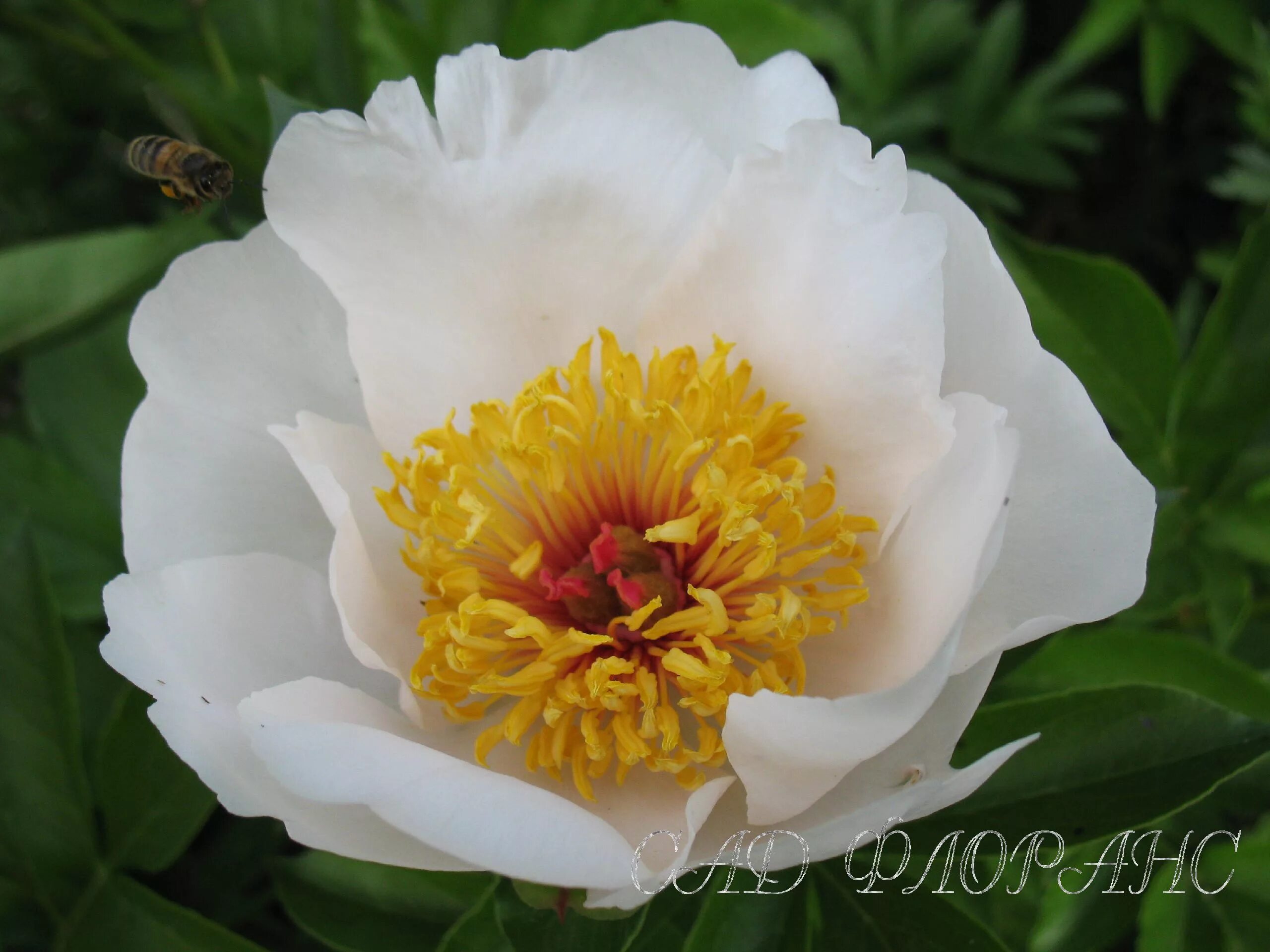Пион реквием фото Сад Флоранс - Пионы - (Paeonia)