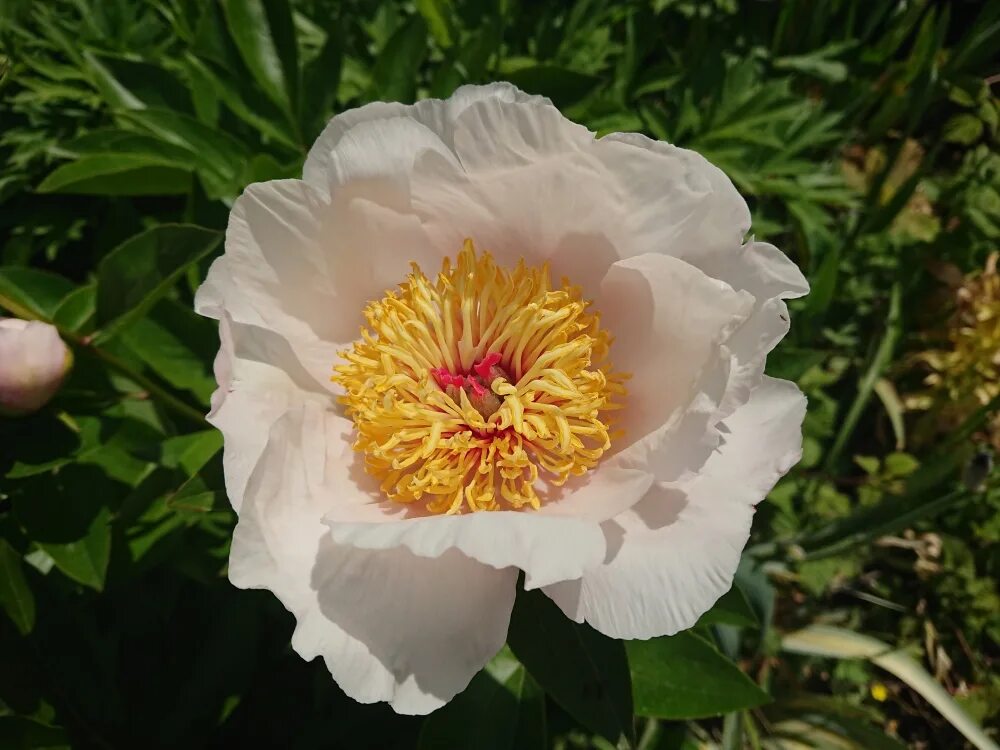 Пион реквием фото Пион Реквием (Paeonia Requiem) Новости Интернет-магазин "Пролисок" - садовые рас