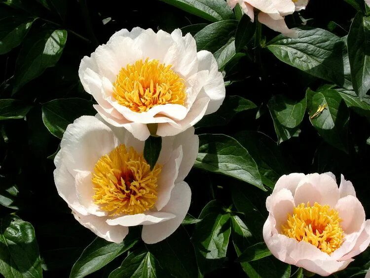 Пион реквием фото Hybrid Varieties in 2021 Peony farm, Peonies, Pink peonies